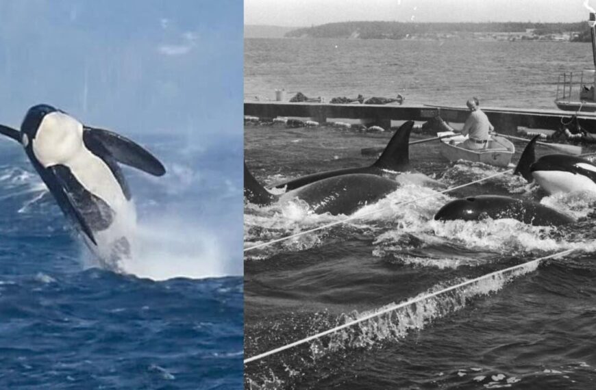 Southern resident orcas reclaim Penn Cove, 50 years after brutal roundups